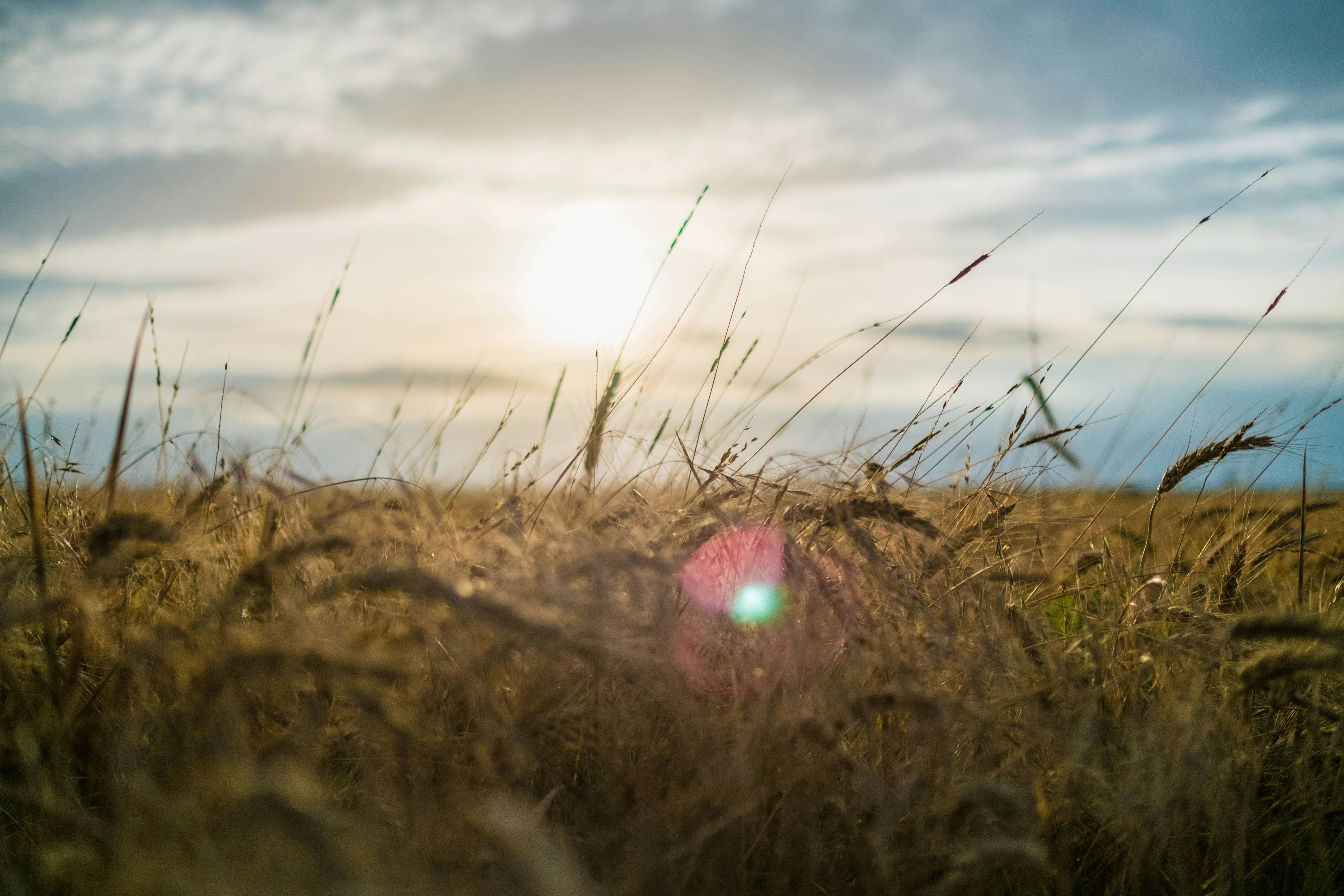 brown grass field under cloudy sky during daytime